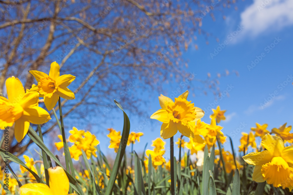 Wild Spring Meadow with Yellow Daffodil Flowers on Blurry Blue Sky and Tree Branches Background Wild Spring Meadow with Yellow Daffodil Flowers on Blurry Blue Sky and Tree Branches Background