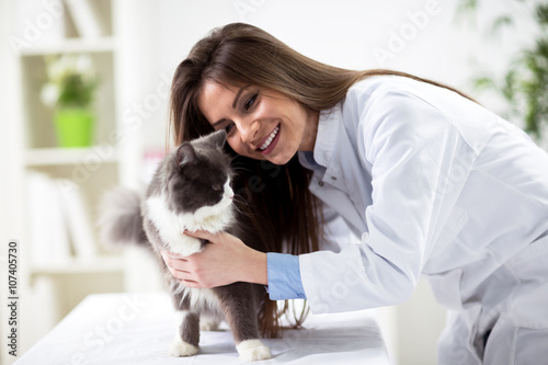 Fototapeta Naklejka Na Ścianę i Meble -  Persian cat with veterinarian doctor