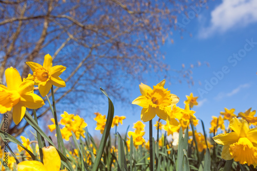 Fototapeta Naklejka Na Ścianę i Meble -  Wild Spring Meadow with Yellow Daffodil Flowers on Blurry Blue Sky and Tree Branches Background