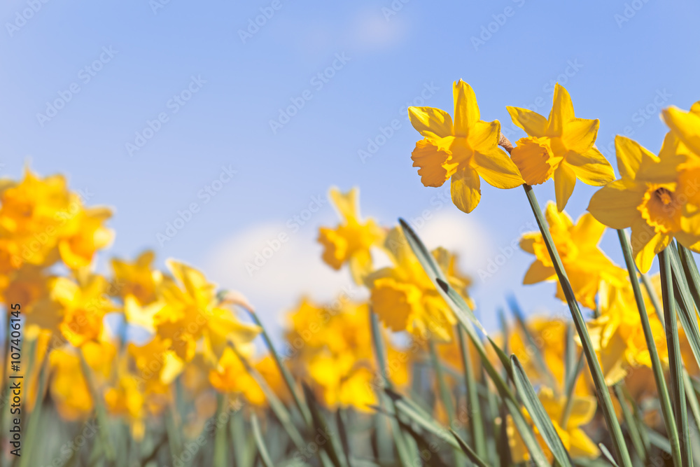 Yellow Daffodil Flowers on Blue Sky Background, Wild Spring Meadow