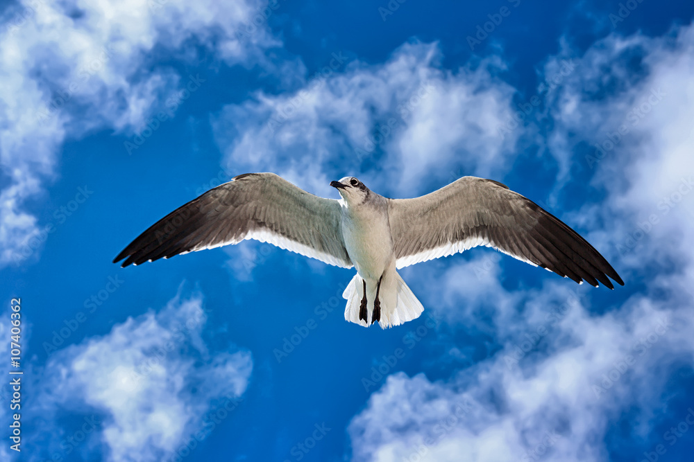 Obraz premium Seagull flying