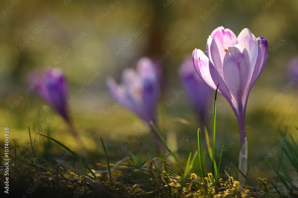 Purple crocus flower at spring Purple crocus flower at spring