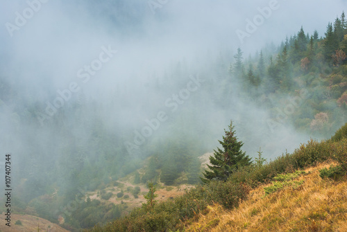 View of a fir trees forest
