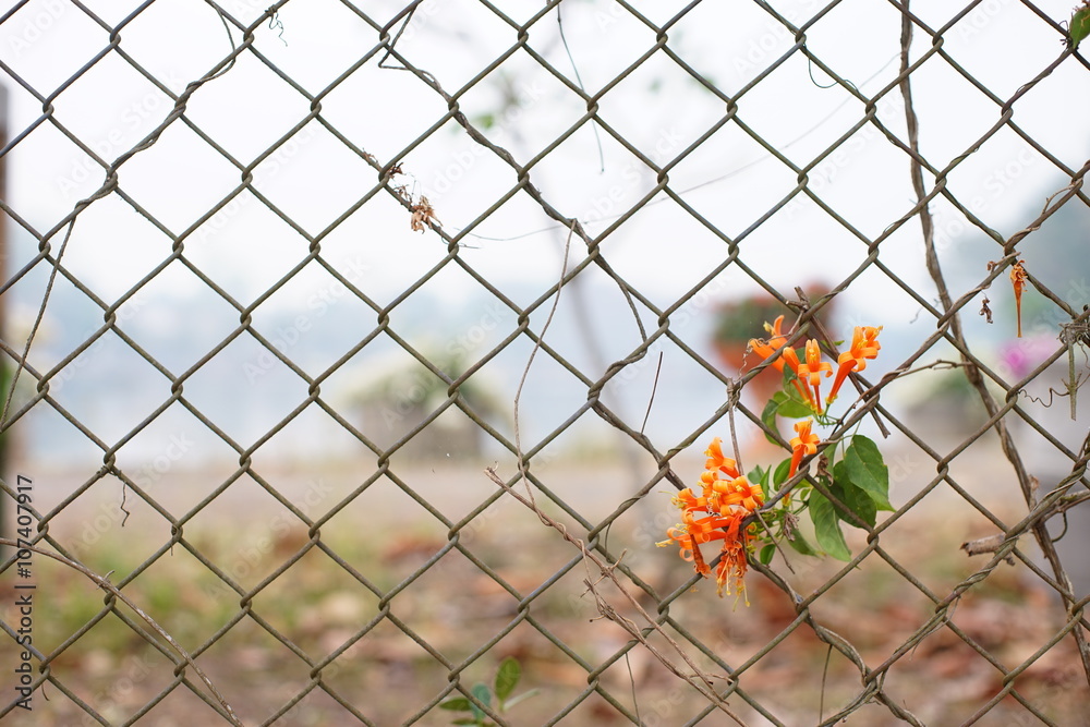 orange flower on mesh fence orange flower on mesh fence