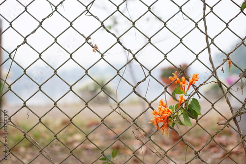 orange flower on mesh fence