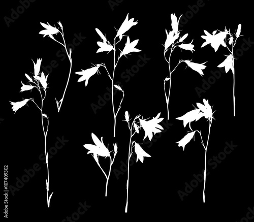 eight white campanula flowers on black