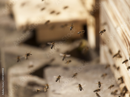 Bienen fliegen vor ihrer Beute photo