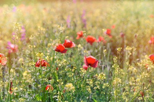 Red poppy flower in a field of rapeseed - meadow flowers in spring