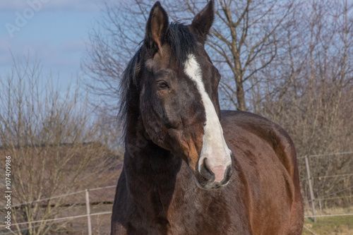 Porträt eines braunen Pferdes in der Frühjahrssonne