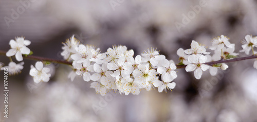   Spring flowering trees © stanisluva