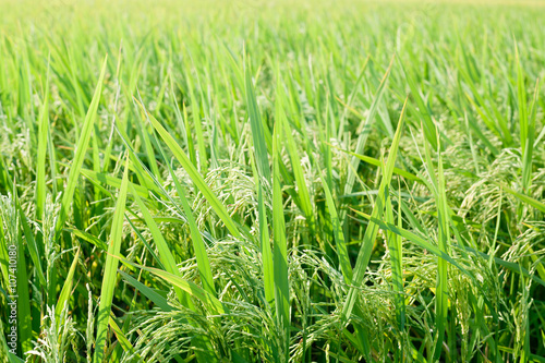 Rice field.