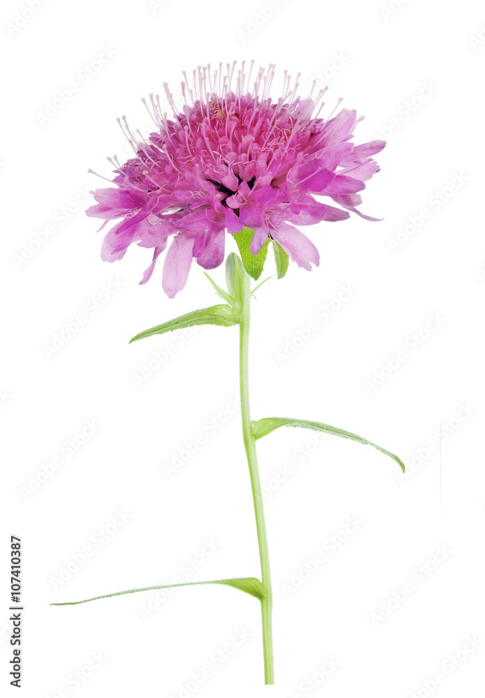 single pink isolated Field Scabious flower single pink isolated Field Scabious flower