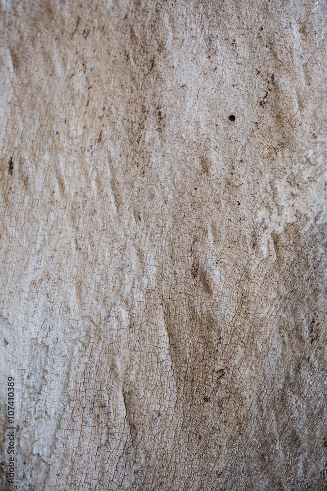 Fototapeta premium tree bark with cracks