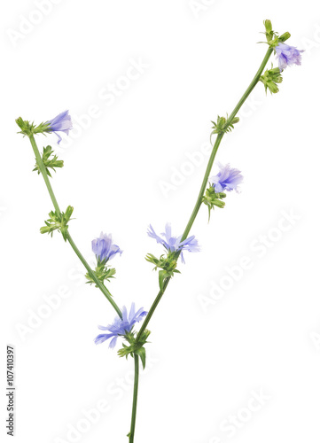 Fototapeta Naklejka Na Ścianę i Meble -  Cichorium flower branch isolated on white