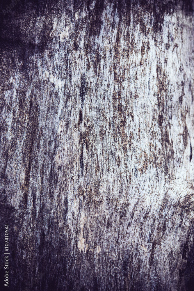 Obraz premium tree bark with cracks