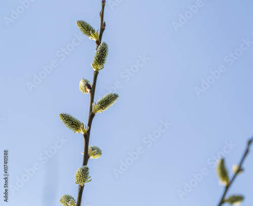 Blooming willow in springtime