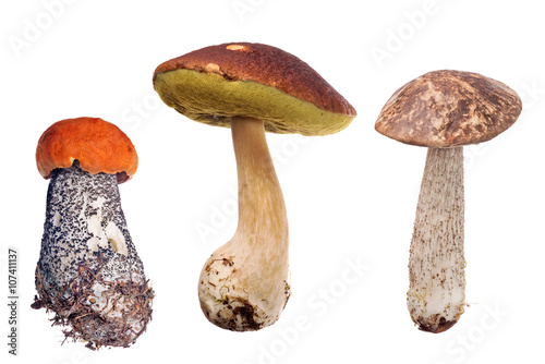 collection of three edible mushrooms on white