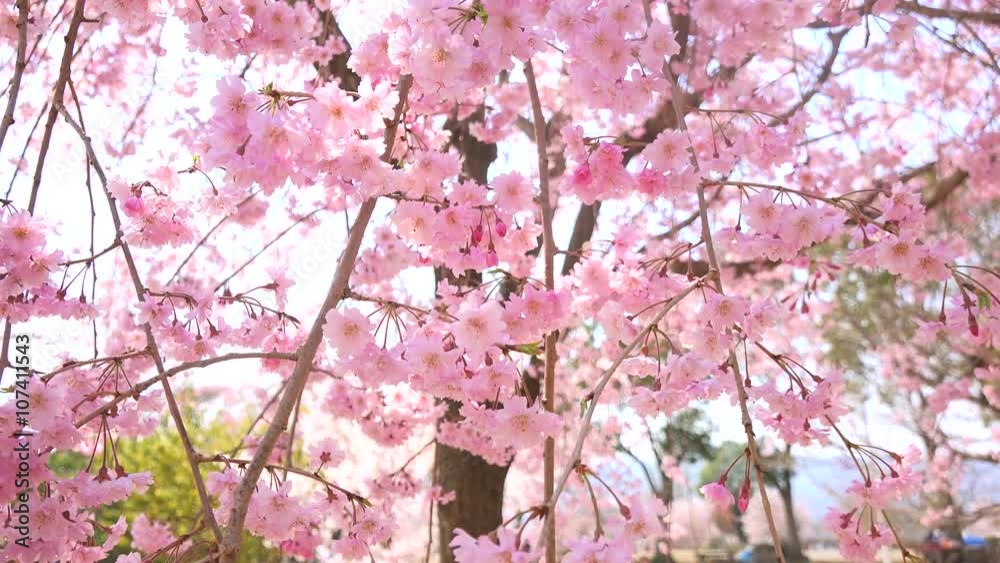 Cherry Blossoms sakura さくら サクラ 桜