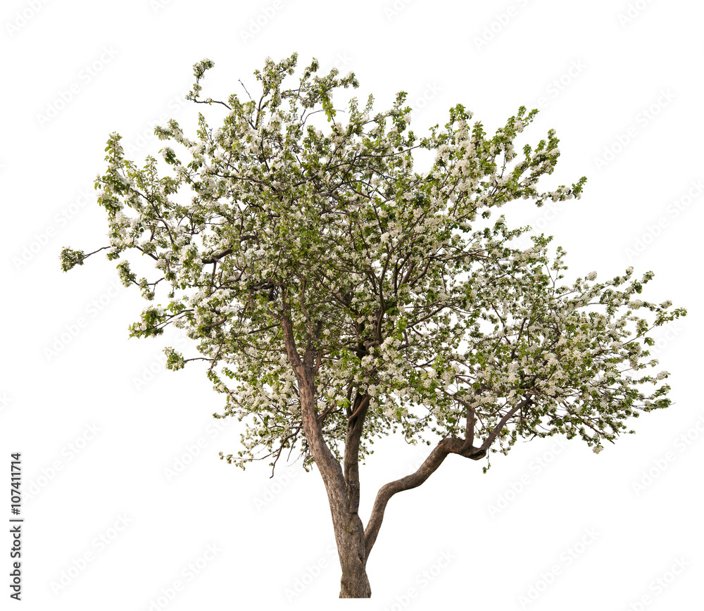 isolated blooming light large apple-tree isolated blooming light large apple-tree