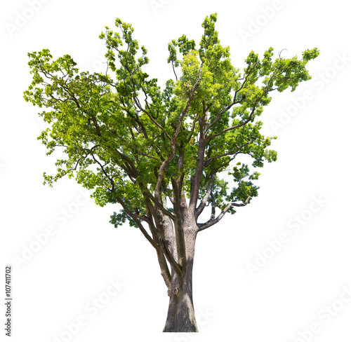 large spring isolated green oak