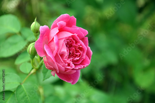 close up pink rose. Floribunda