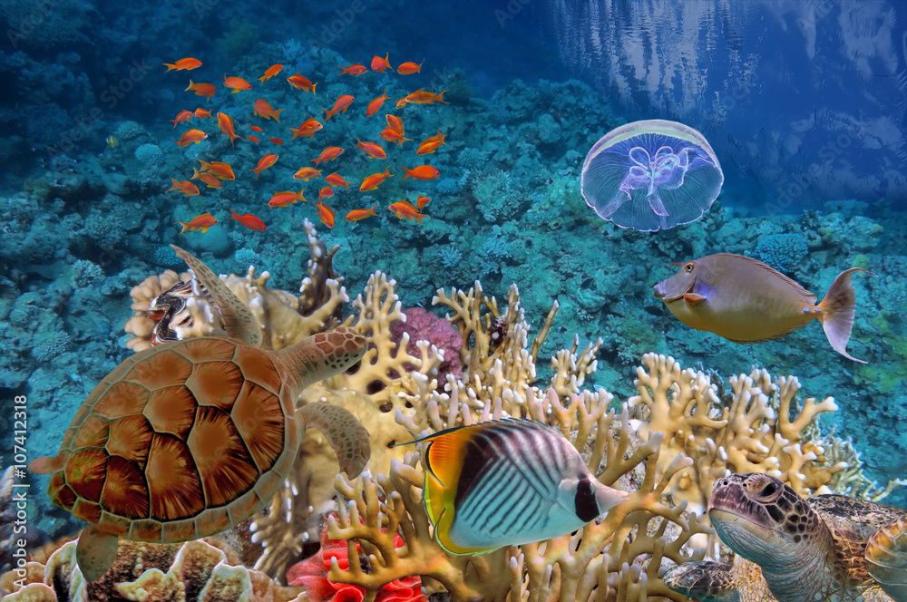Fototapeta Kolorowa rafa koralowa z wielu ryb i żółwia morskiego