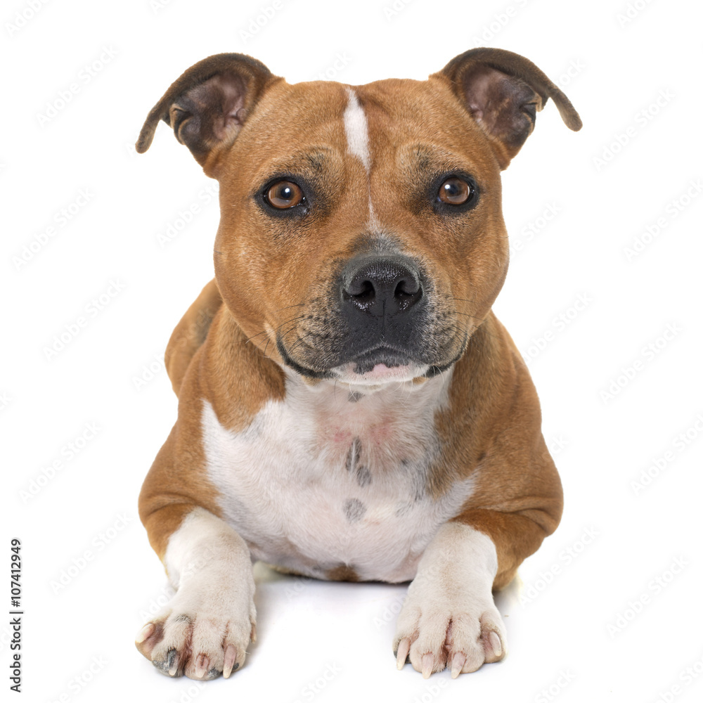 stafforshire bull terrier