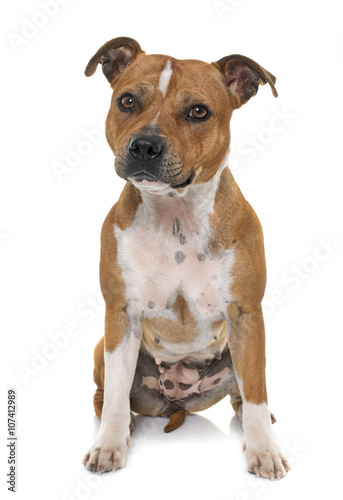 stafforshire bull terrier