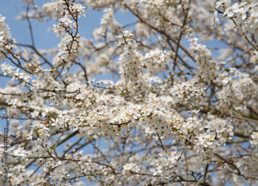 Blühende Wildpflaumen, Wilde Mirabelle Blühende Wildpflaumen, Wilde Mirabelle