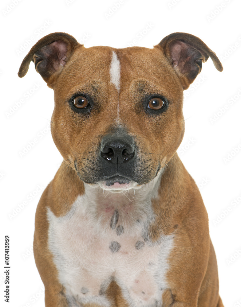 stafforshire bull terrier