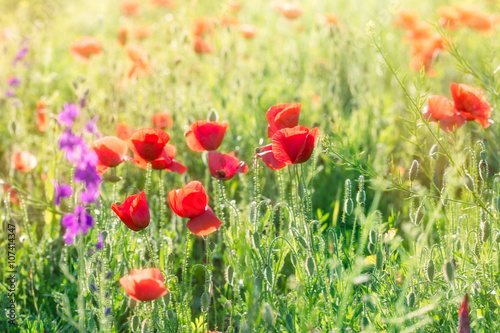 Wild poppy flower - spring in meadow