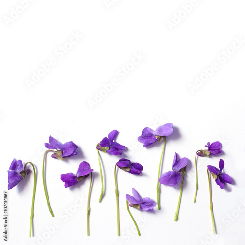 blank greeting card violets  purple spring