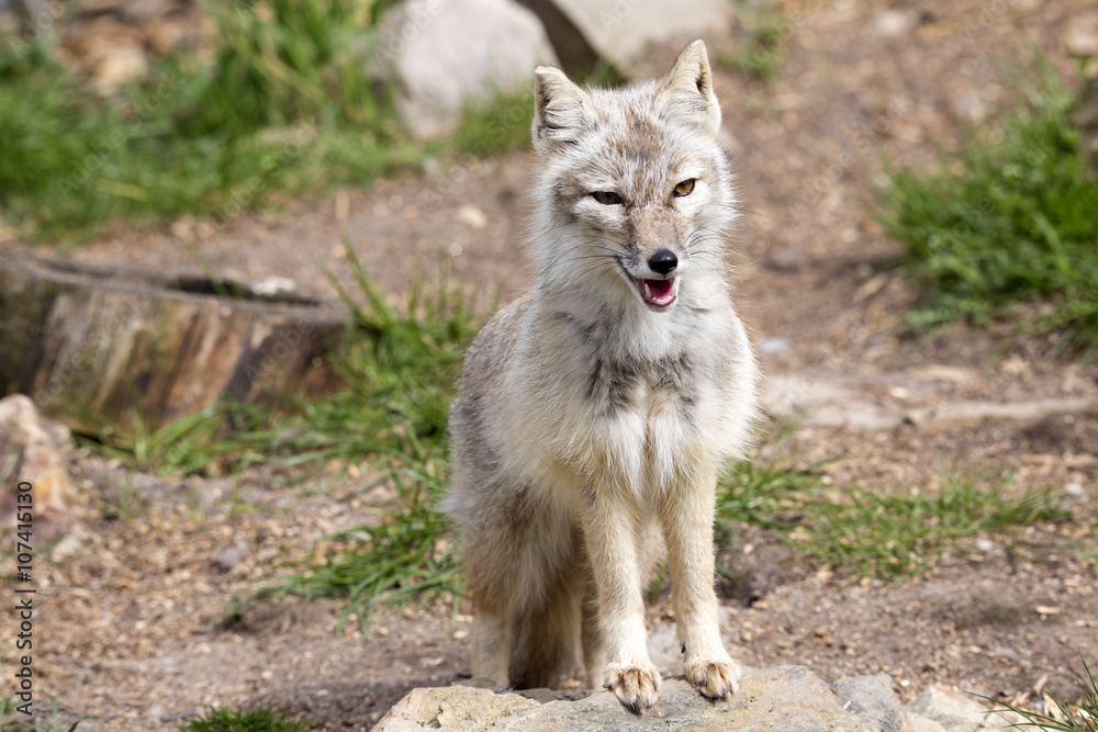 Corsac fox, Vulpes corsac is shrewd fox Corsac fox, Vulpes corsac is shrewd fox
