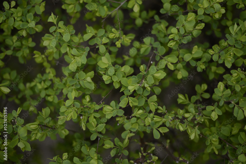 Obraz premium green bush