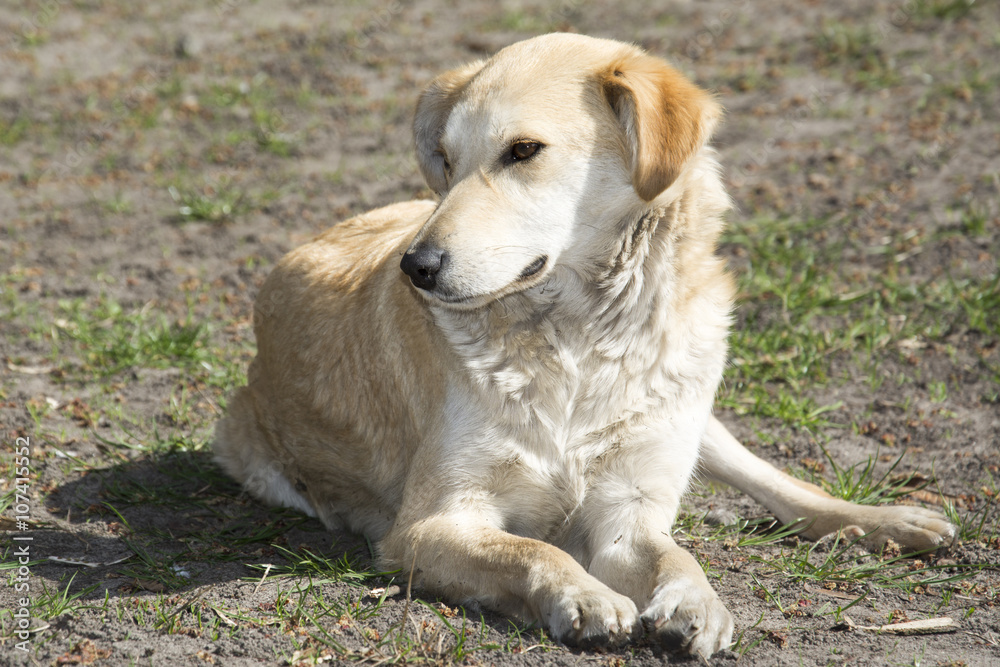 In the summer on the street lying on the grass ginger stray dog. In the summer on the street lying on the grass ginger stray dog.
