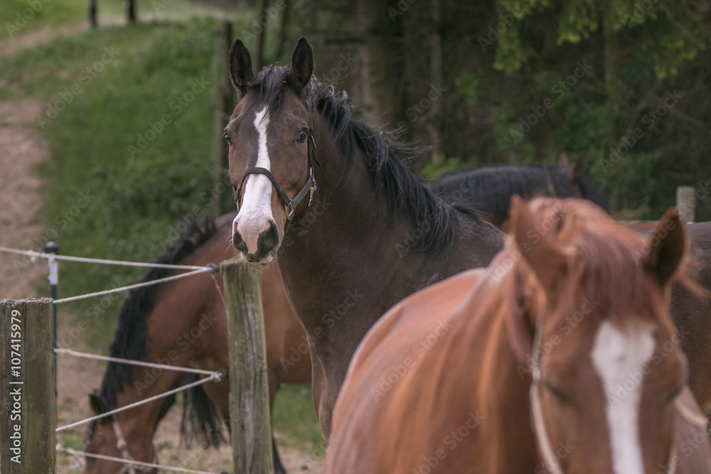 Naklejka premium braunes Pferd schaut aus Gruppe von Pferden zum Betrachter