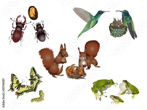 Amazing nature set - animal family