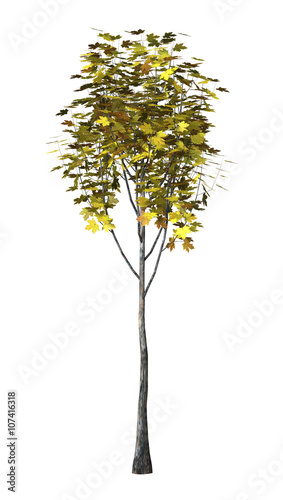 3D Illustration Maple Tree on White