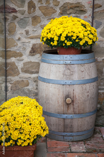 A fall potted chrysanthemum in garden.