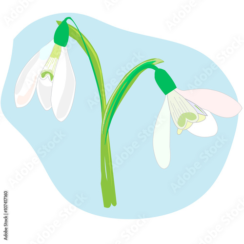 Snowdrops on a blue background. Spring vector illustration. Vect