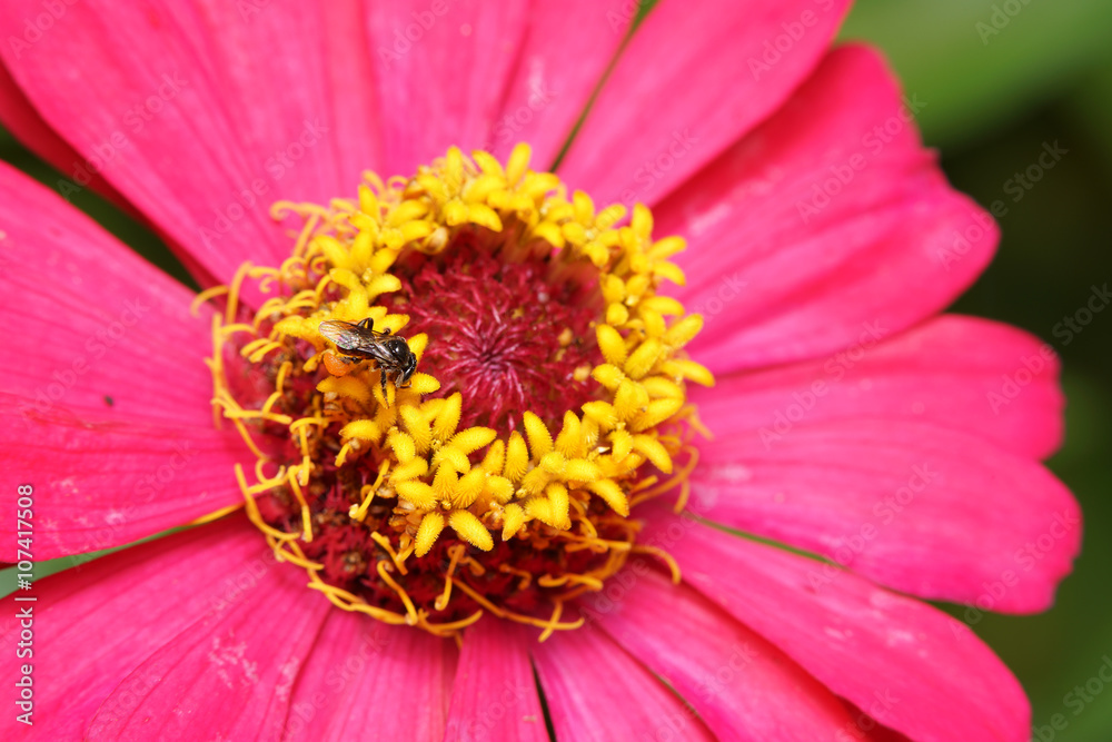 Obraz premium bee on the flower