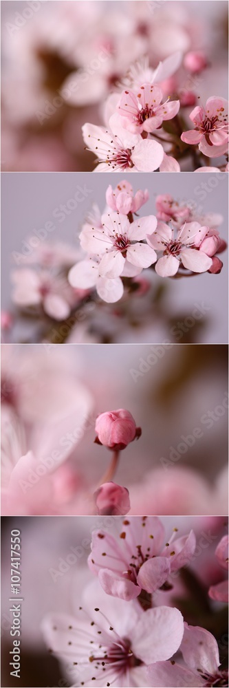 Kwiat wiśni - obrazy, fototapety, plakaty 