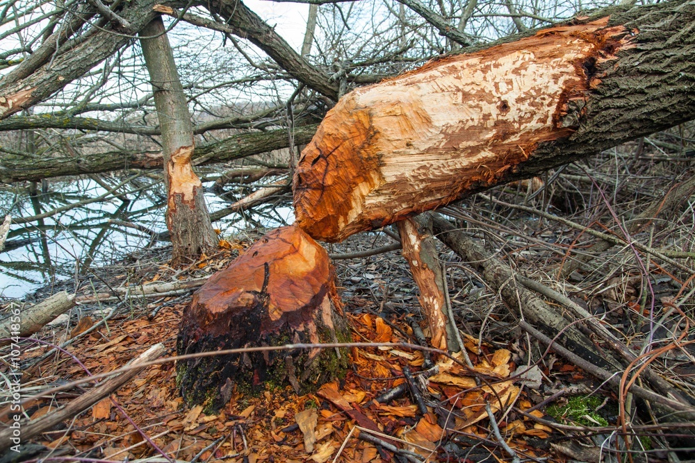 deforestation. broken, fallen tree of beaver in the forest Stock Photo