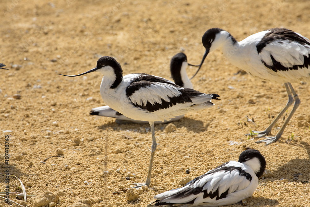 Pied Avocet, Recurvirostra avosetta, living in flocks Pied Avocet, Recurvirostra avosetta, living in flocks
