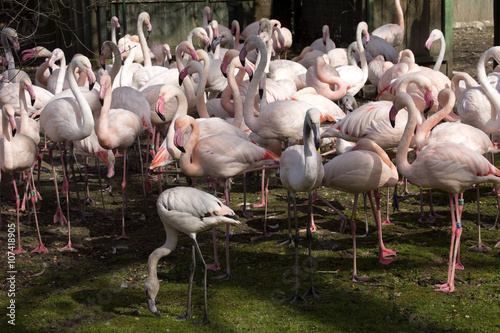a large flock of Rosy Flamingo, Phoenicopterus ruber roseus, zoo Hluboká Czech Republic
