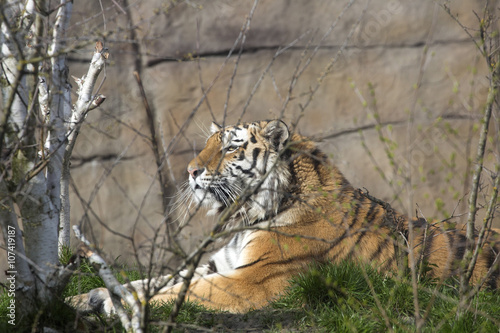 Fototapeta Naklejka Na Ścianę i Meble -  Amur Tiger, Panthera tigris altaica, closely monitors nearby