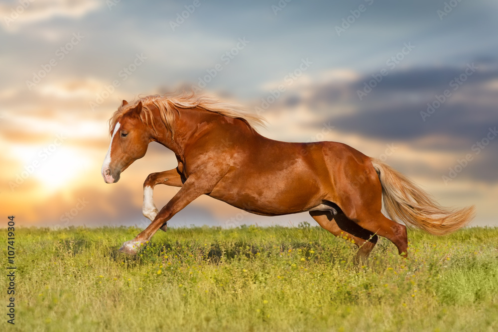 Fototapeta premium Red horse with long mane run against sunset sky