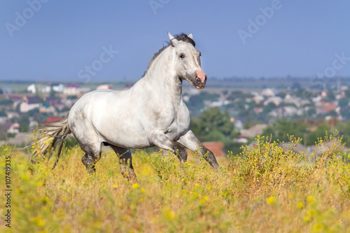Grey stallion run gallop