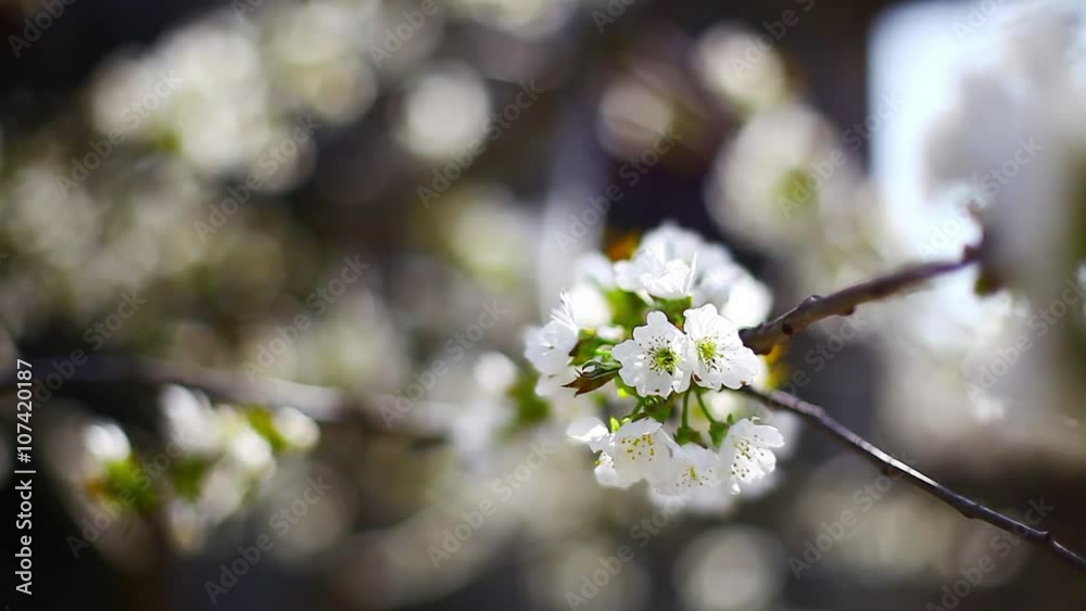Color detail of some spring flowers in a cherry tree. Color detail of some spring flowers in a cherry tree.