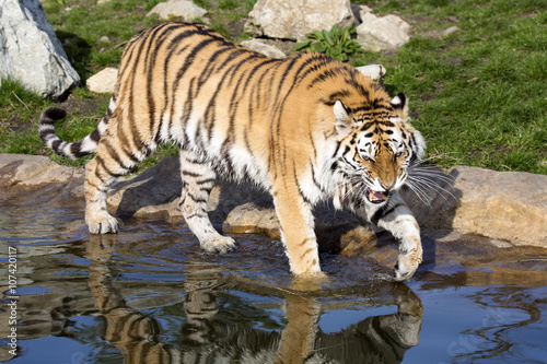 Fototapeta Naklejka Na Ścianę i Meble -  angry Amur tiger, Panthera tigris altaica, beating paws into the water